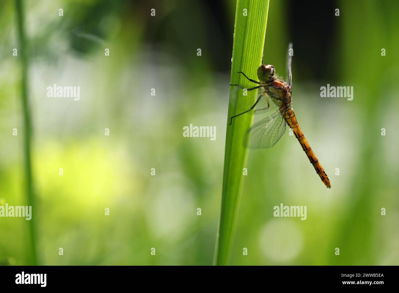 Dragonfly, golden yellow sympetrum or sympetrum flaveola, on a plant ...