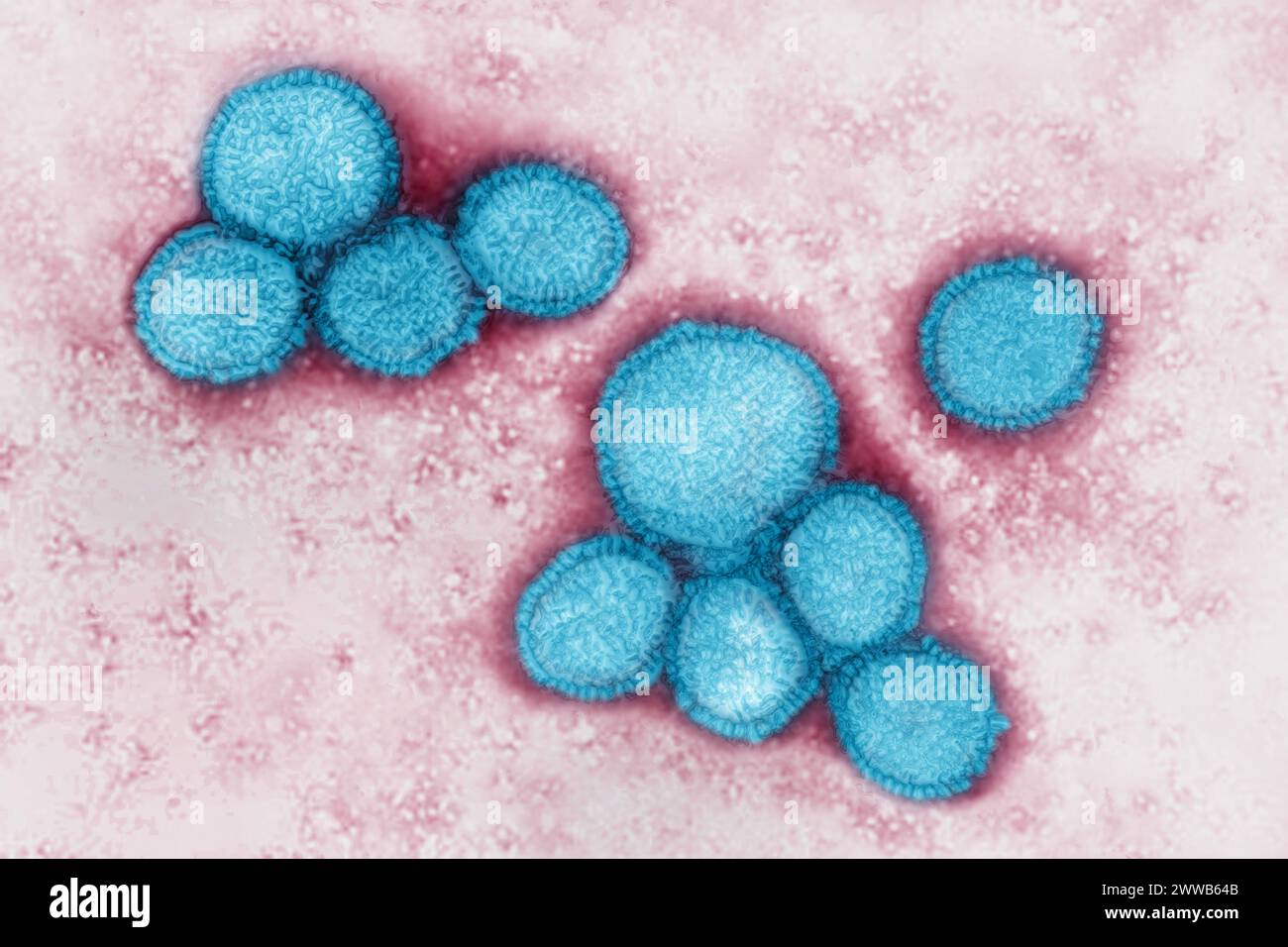 Coronavirus (CoV). viruses of the Coronaviridae family and the Orthocoronavirinae subfamily. It is a pathogen of respiratory syndromes. Stock Photo