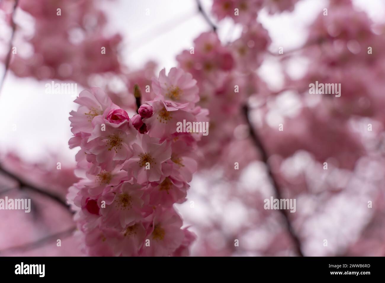 Close up shot sakura hi-res stock photography and images - Alamy
