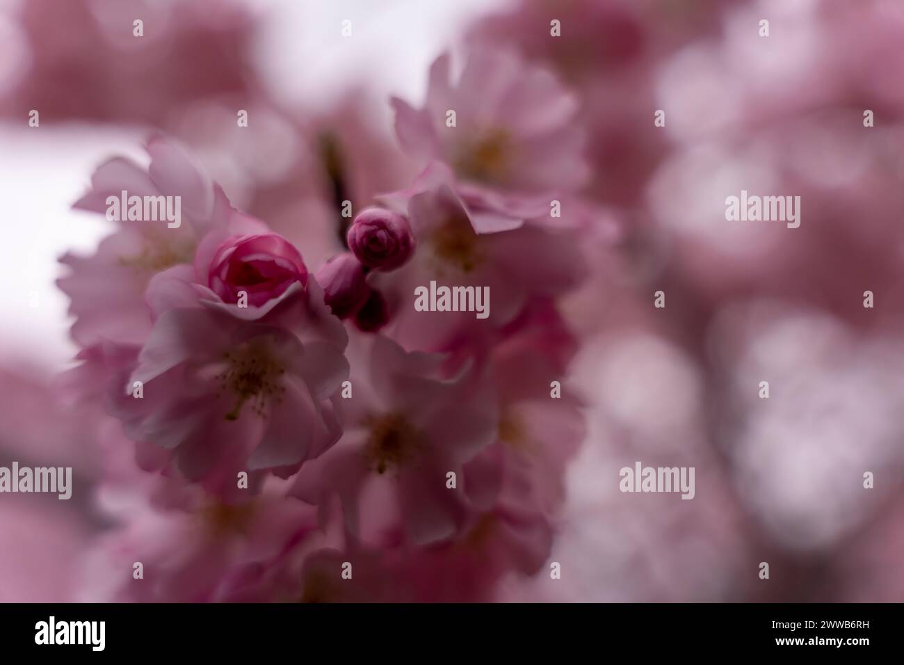 Close up shot sakura hi-res stock photography and images - Alamy