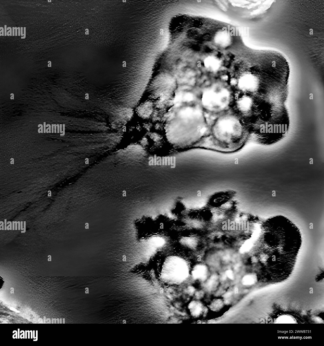 Naegleria fowleri hi-res stock photography and images - Alamy