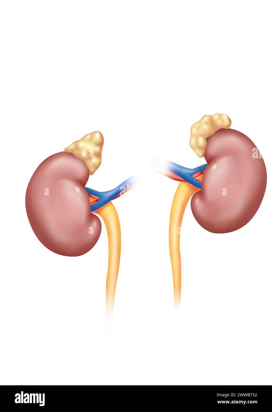 Kidneys in anterior view with adrenal glands ureters and renal arteries and veins. The left kidney is placed higher than the right kidney. Stock Photo