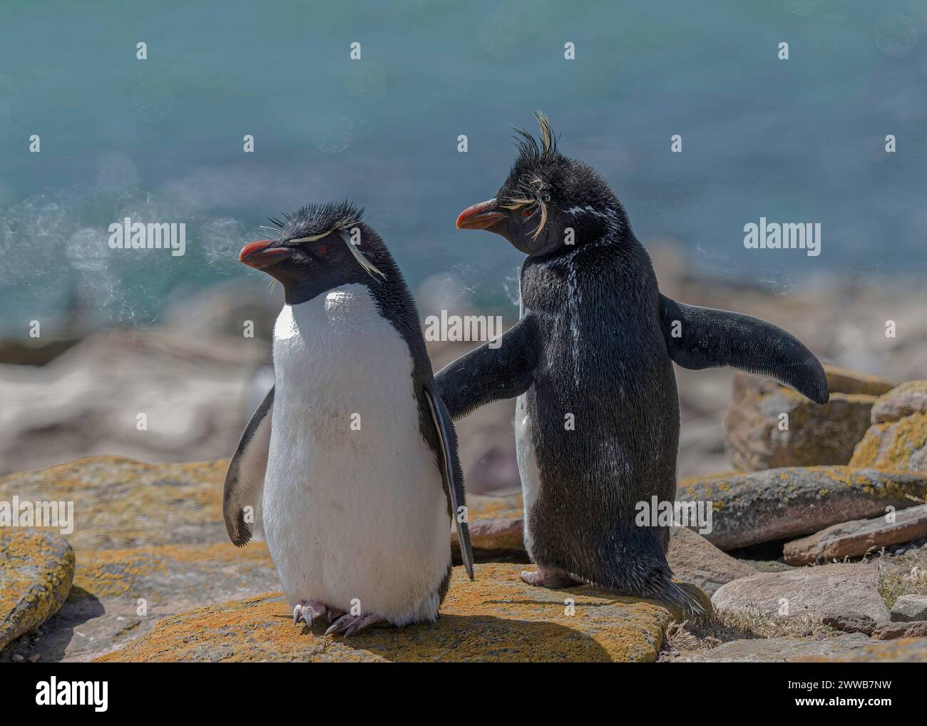 Penguin Rockhopper (Eudyptes chrysocome), two aduklts, Saunders Island, Falklands, January 2024 Stock Photo