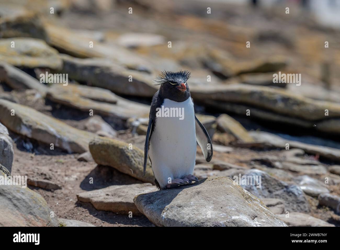 Penguin Rockhopper (Eudyptes chrysocome), standing on rocky hillside, Saunders Island, Falklands, January 2024 Stock Photo