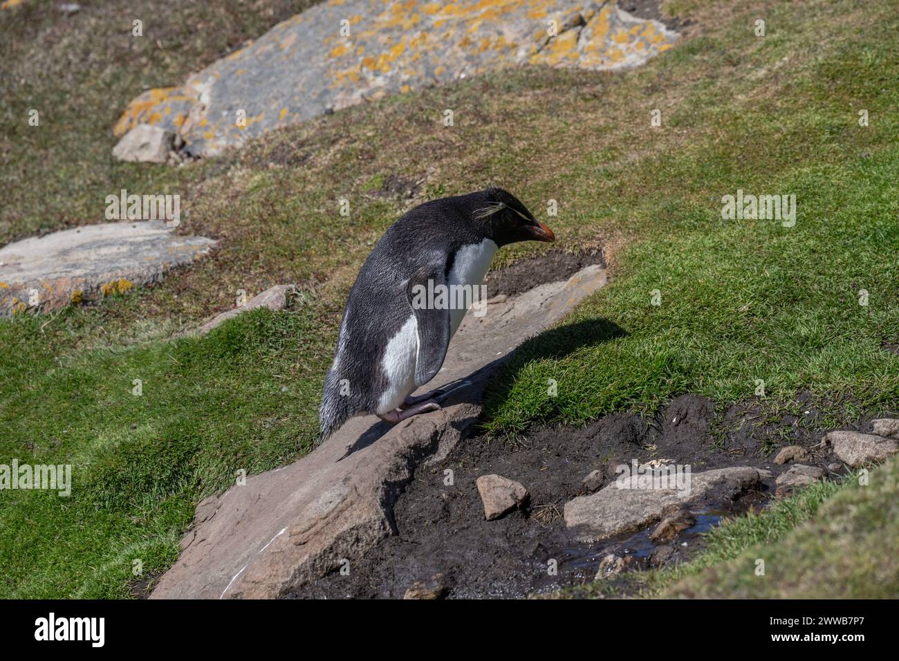 Penguin Rockhopper (Eudyptes chrysocome), climbing up grassy slope, Saunders Island, Falklands, January 2024 Stock Photo