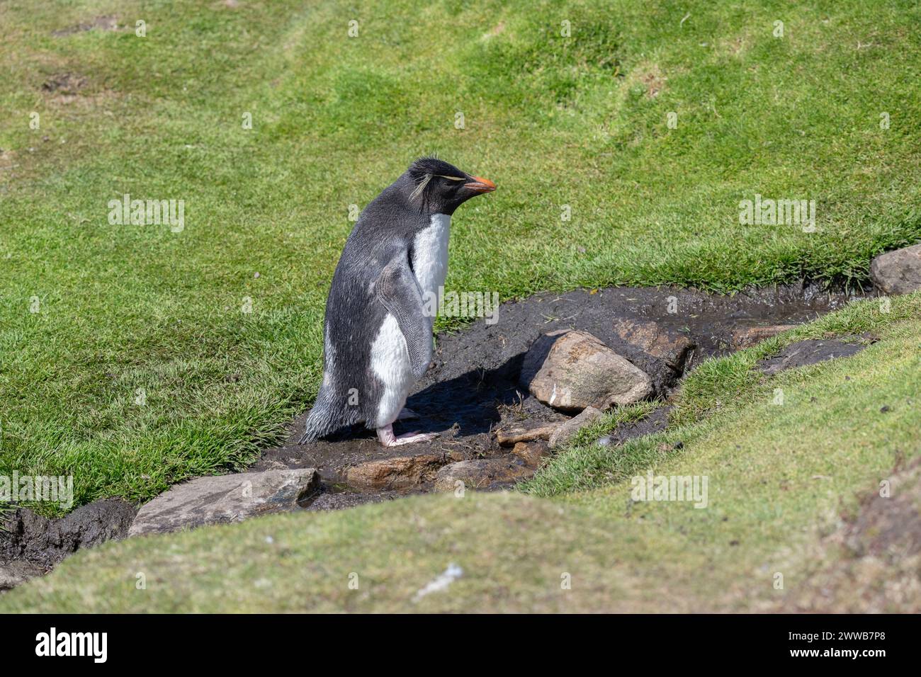 Penguin Rockhopper (Eudyptes chrysocome), climbing up grassy slope, Saunders Island, Falklands, January 2024 Stock Photo