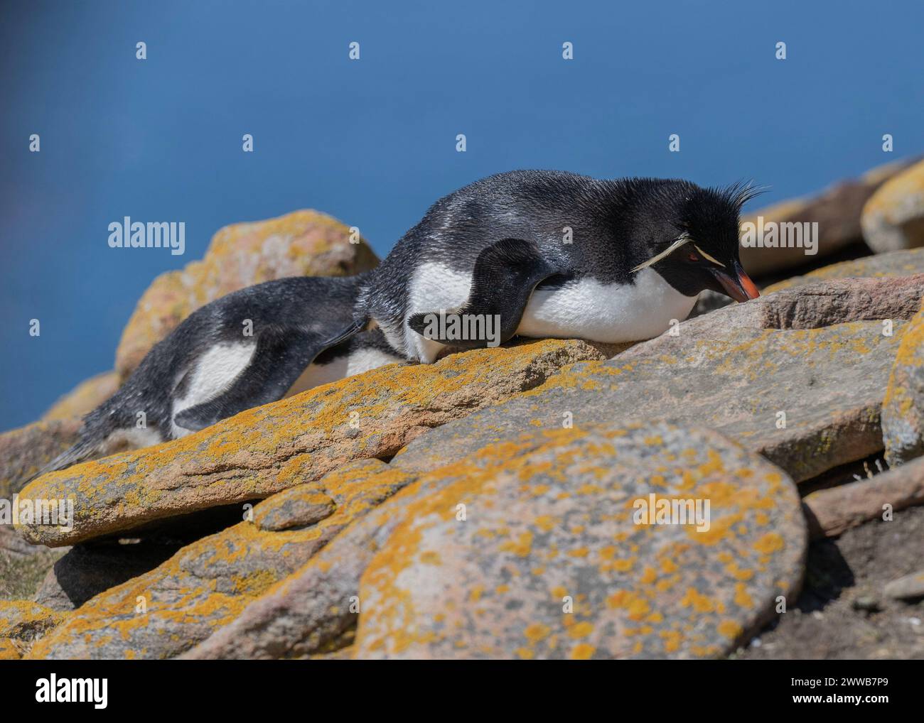 Penguin Rockhopper (Eudyptes chrysocome),lying on lichen covered rocks, Saunders Island, Falklands, January 2024 Stock Photo