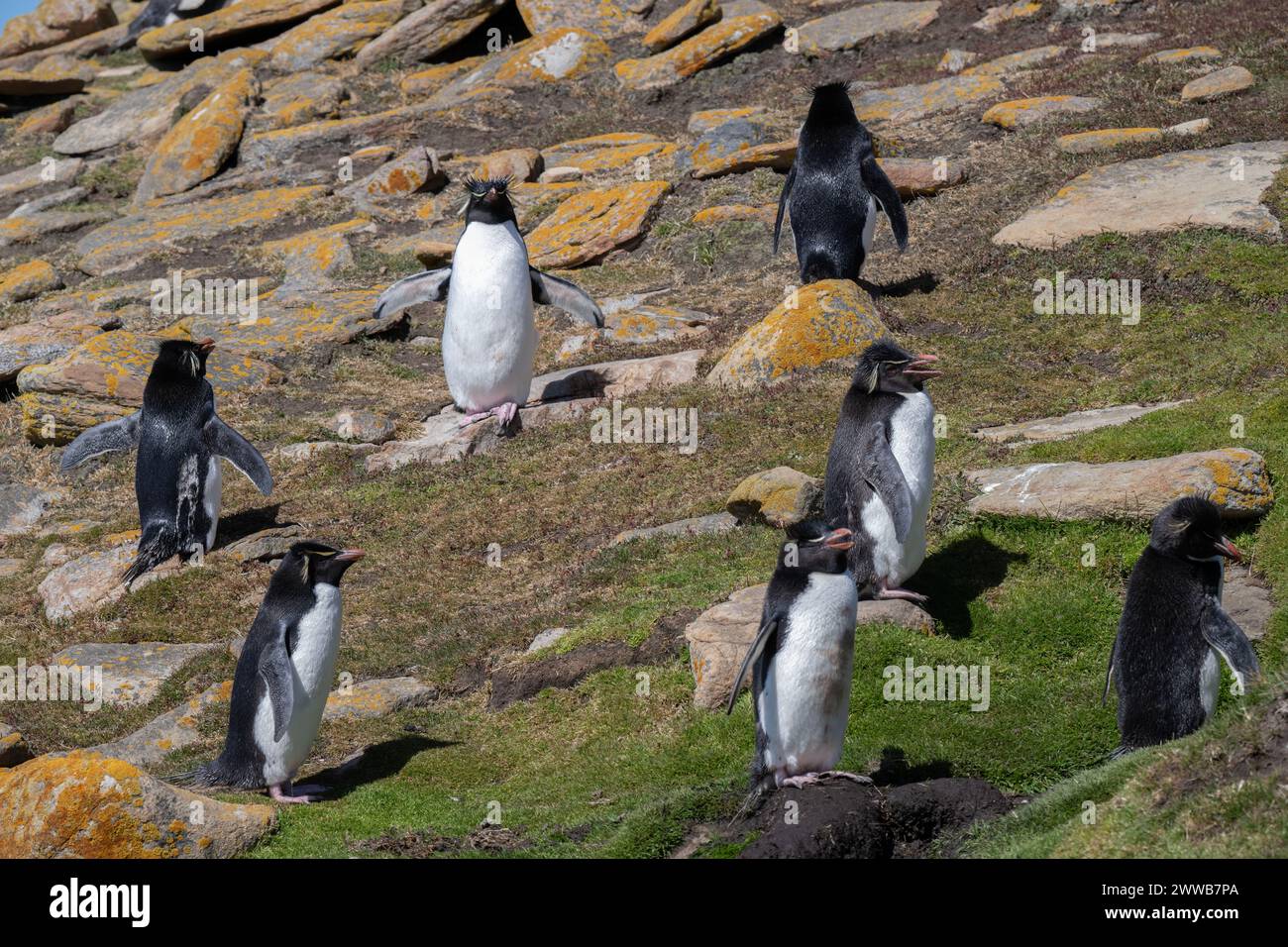 Penguin Rockhopper (Eudyptes chrysocome), Saunders Island, Falklands, January 2024 Stock Photo