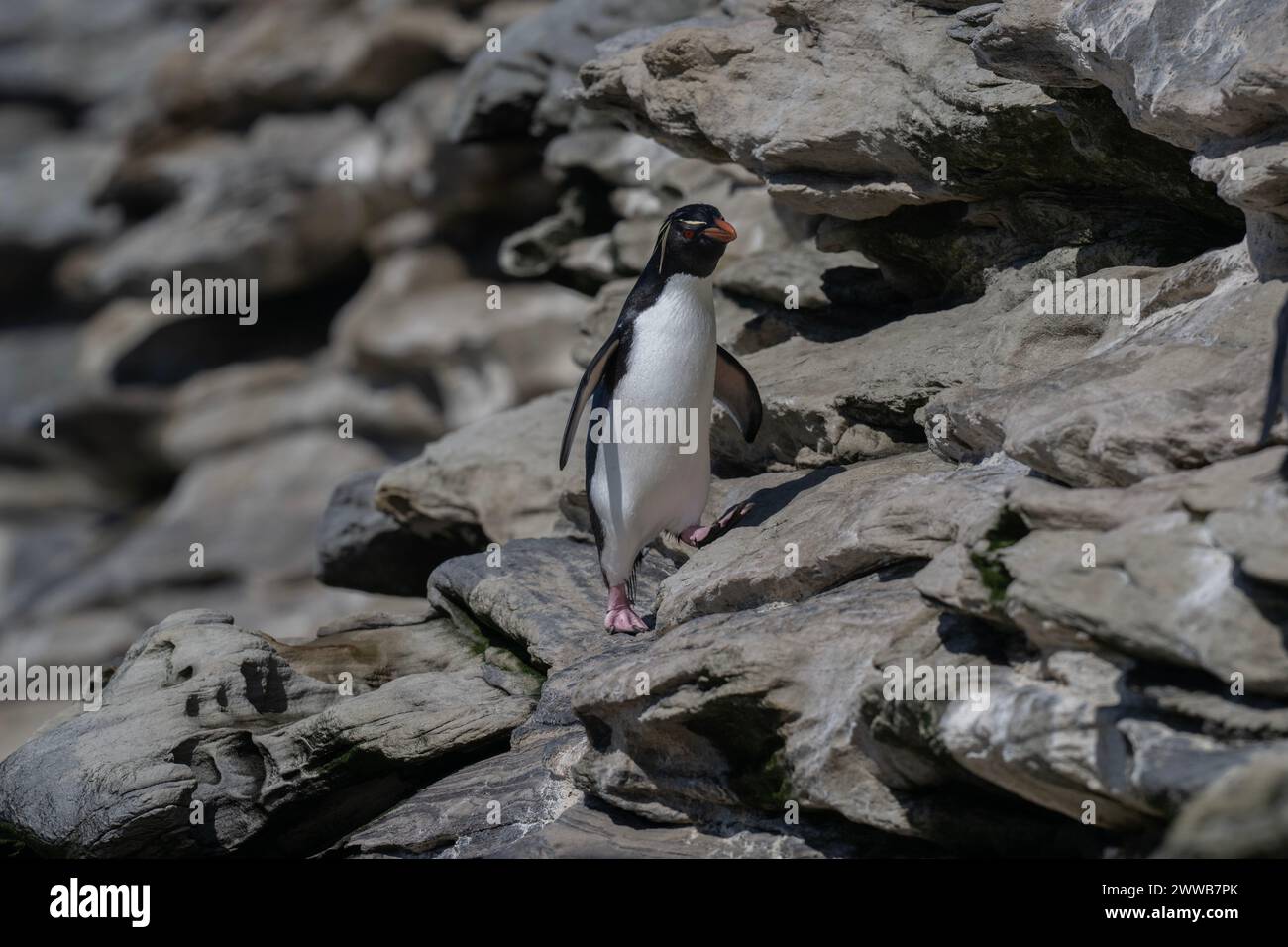 Penguin Rockhopper (Eudyptes chrysocome), scrambling over rocky landscape, Saunders Island, Falklands, January 2024 Stock Photo