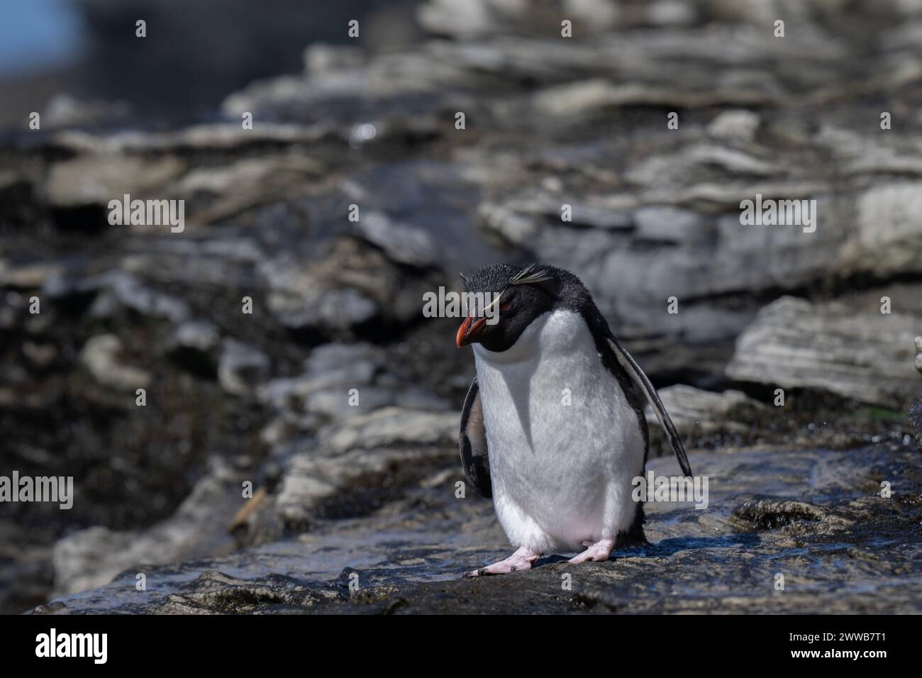 Penguin Rockhopper (Eudyptes chrysocome), scrambling over rocky landscape, Saunders Island, Falklands, January 2024 Stock Photo