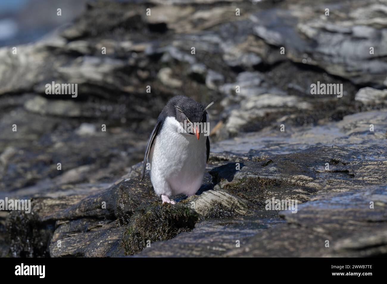 Penguin Rockhopper (Eudyptes chrysocome), scrambling over rocky landscape, Saunders Island, Falklands, January 2024 Stock Photo