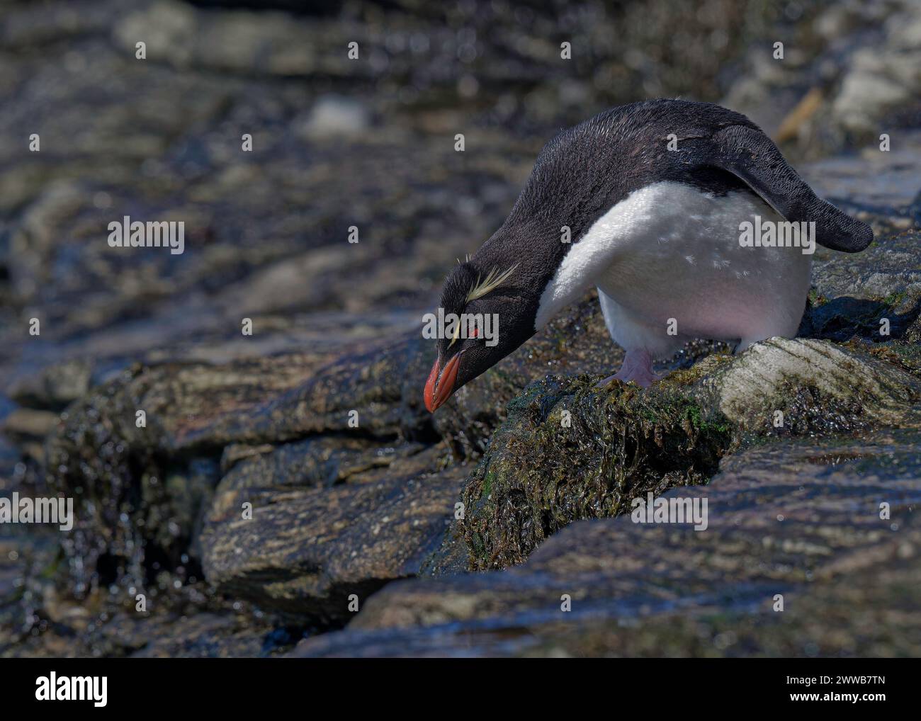 Penguin Rockhopper (Eudyptes chrysocome), scrambling down towards the sea, Saunders Island, Falklands, January 2024 Stock Photo