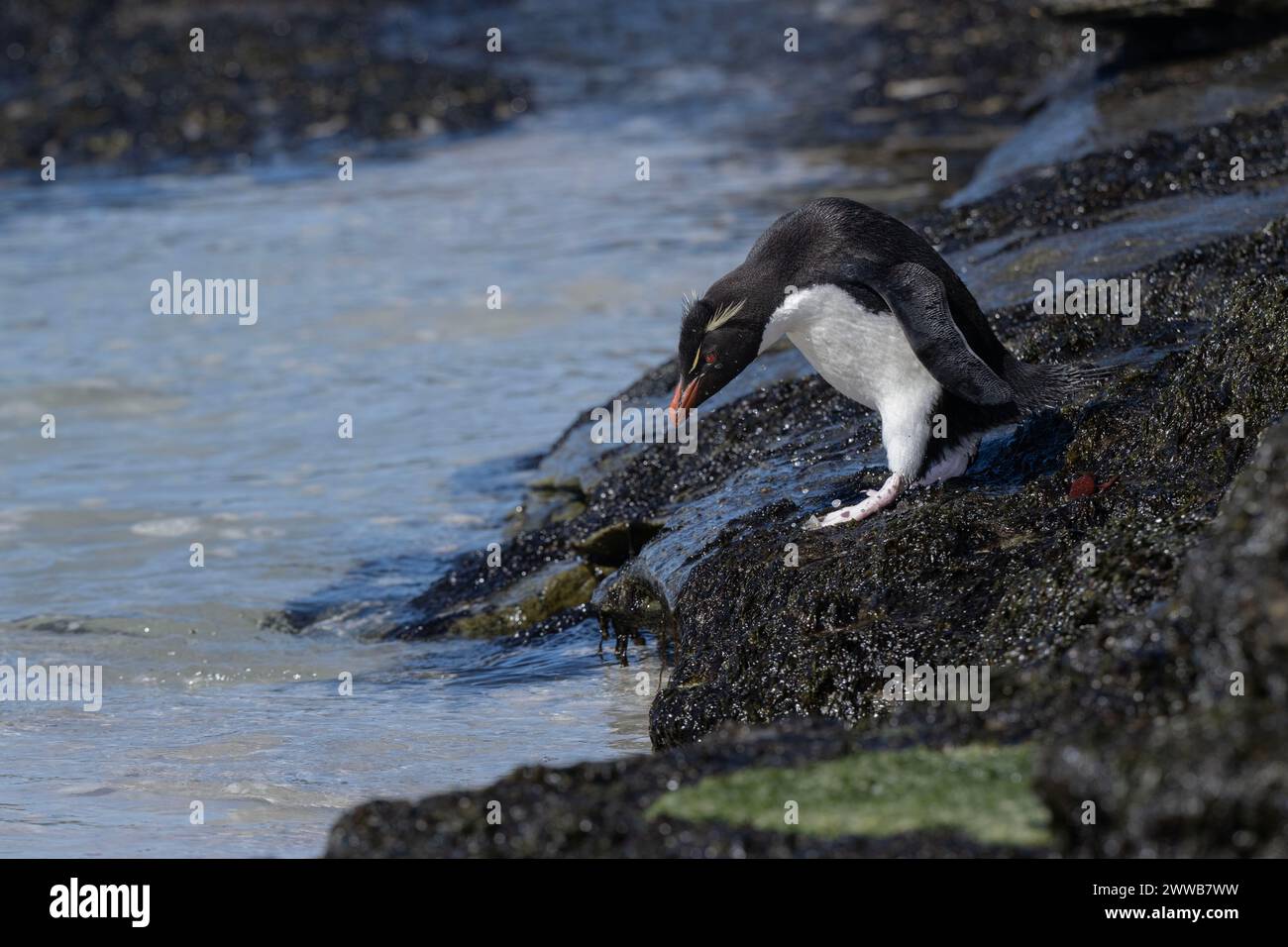 Penguin Rockhopper (Eudyptes chrysocome), scrambling down towards the sea, Saunders Island, Falklands, January 2024 Stock Photo