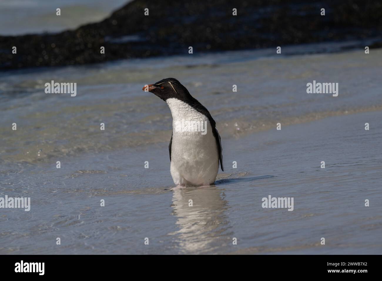 Penguin Rockhopper (Eudyptes chrysocome), standing in shallow water, Saunders Island, Falklands, January 2024 Stock Photo