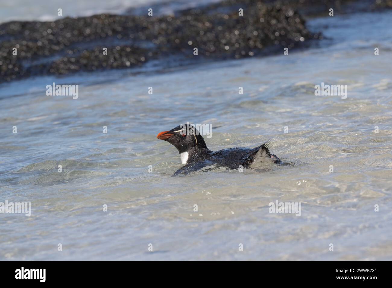 Penguin Rockhopper (Eudyptes chrysocome), swimming in shallow water, Saunders Island, Falklands, January 2024 Stock Photo