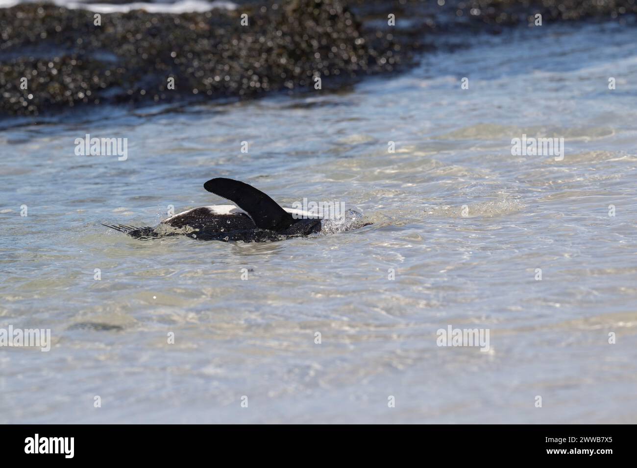 Penguin Rockhopper (Eudyptes chrysocome), swimming in shallow water, Saunders Island, Falklands, January 2024 Stock Photo