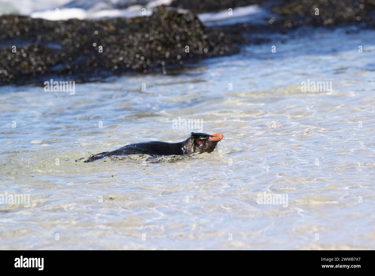 Penguin Rockhopper (Eudyptes chrysocome), swimming in shallow water, Saunders Island, Falklands, January 2024 Stock Photo