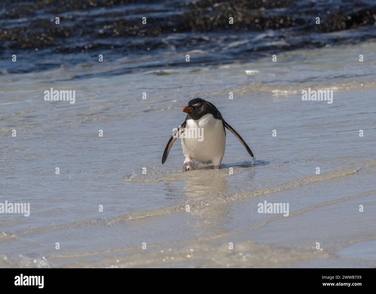 Penguin Rockhopper (Eudyptes chrysocome), standing in shallow water, Saunders Island, Falklands, January 2024 Stock Photo