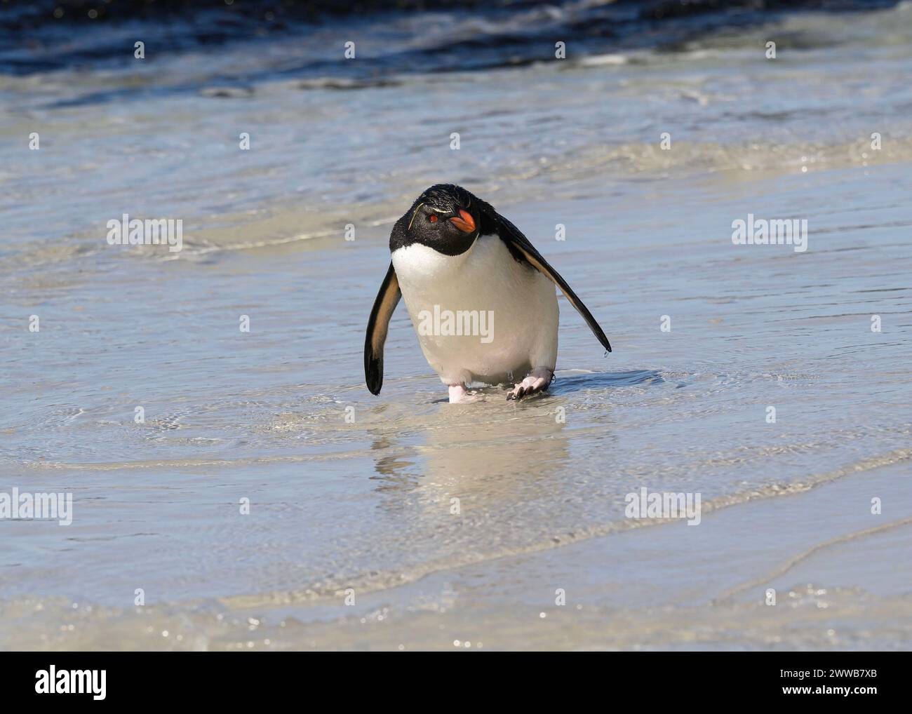 Penguin Rockhopper (Eudyptes chrysocome), standing in shallow water, Saunders Island, Falklands, January 2024 Stock Photo