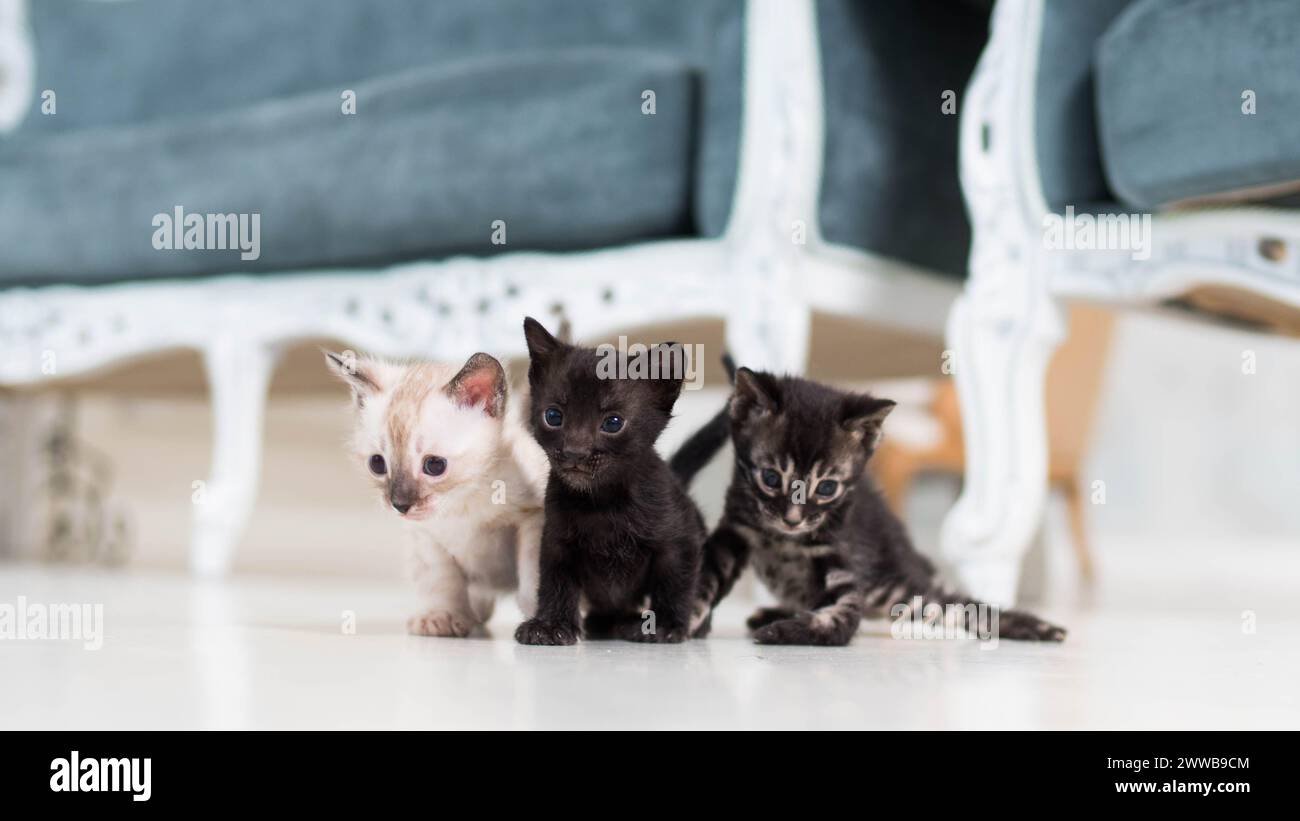 tiny cute bengal kittens of different colors  Stock Photo