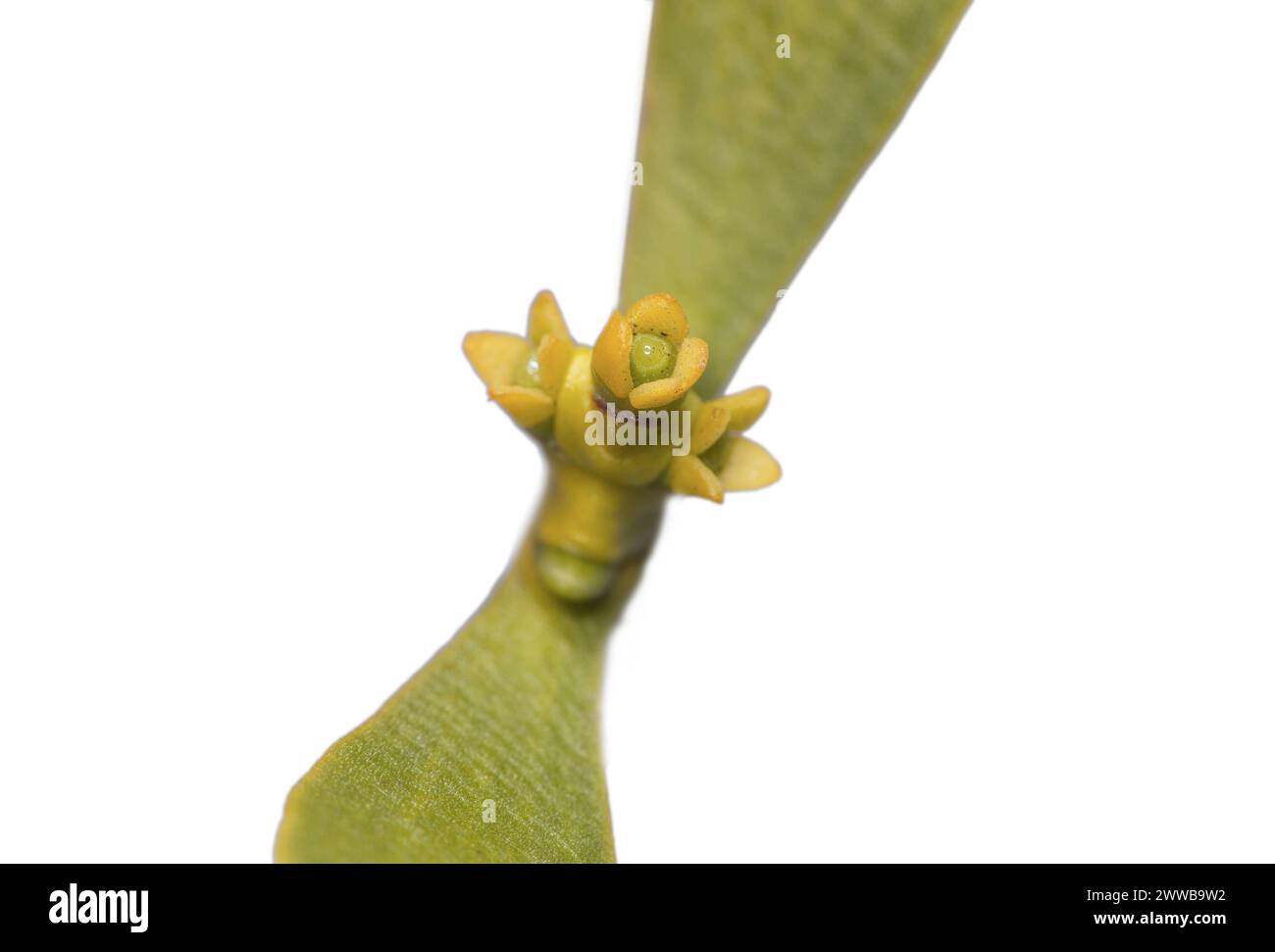 Weibliche Blüte der Kiefern-Mistel Viscum laxum, ein Spross-Halbparasit, Wallis, Schweiz *** Female flower of Mistletoe Viscum laxum, an obligate stem Stock Photo