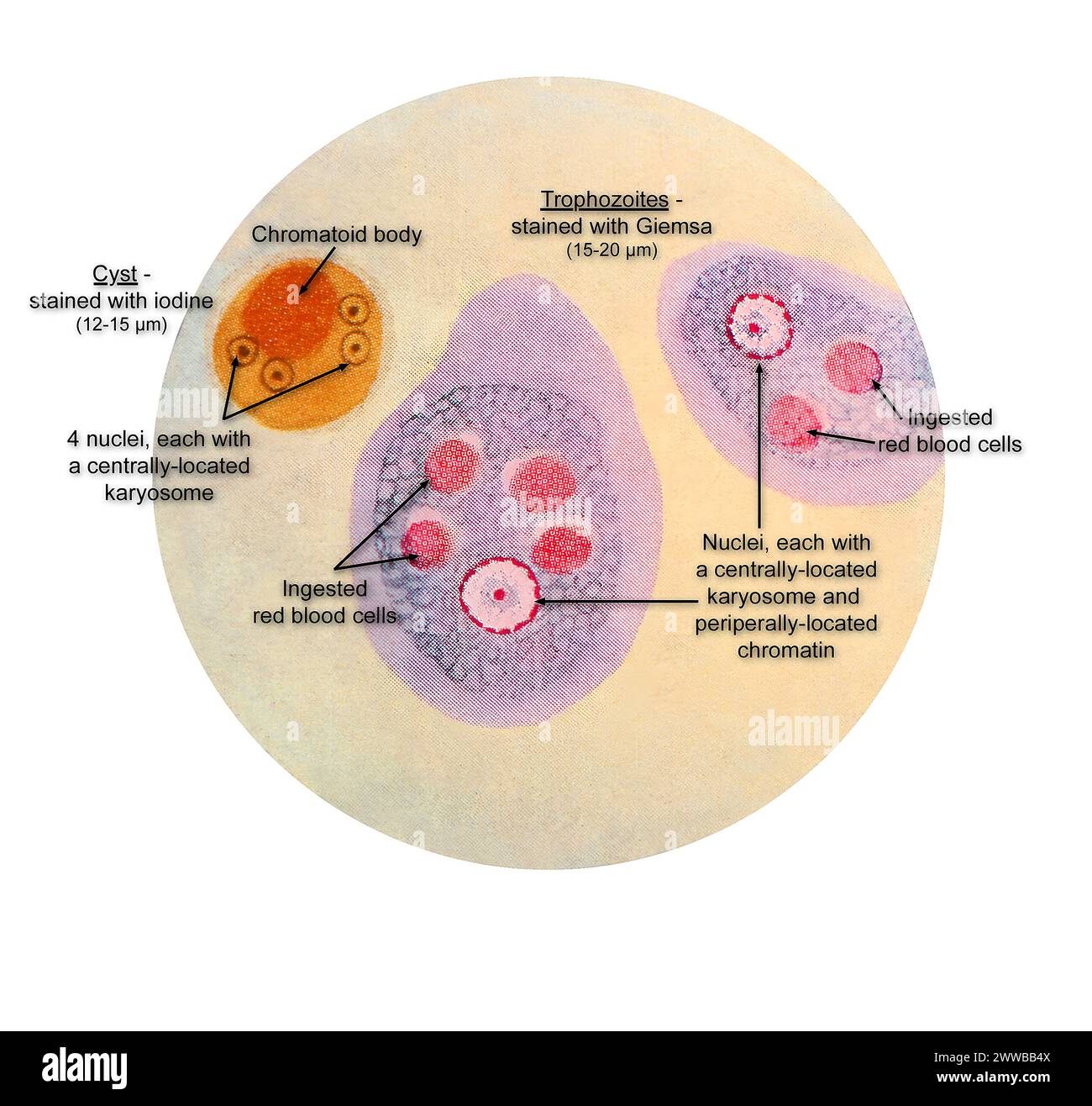This illustration of a composite photomicrograph reveals the ultrastructural details observed at two stages in the life cycle of the parasite. Stock Photo