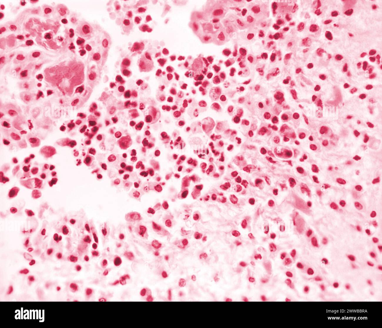 Under 500X magnification Stock Photo - Alamy