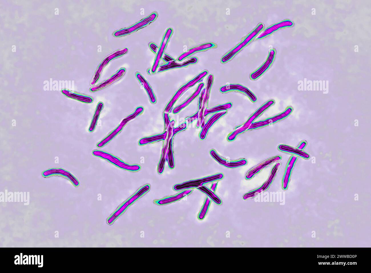 Bacillus Koch (Bk) or Mycobacterium tuberculosis, it is responsible for tuberculosis. Stock Photo