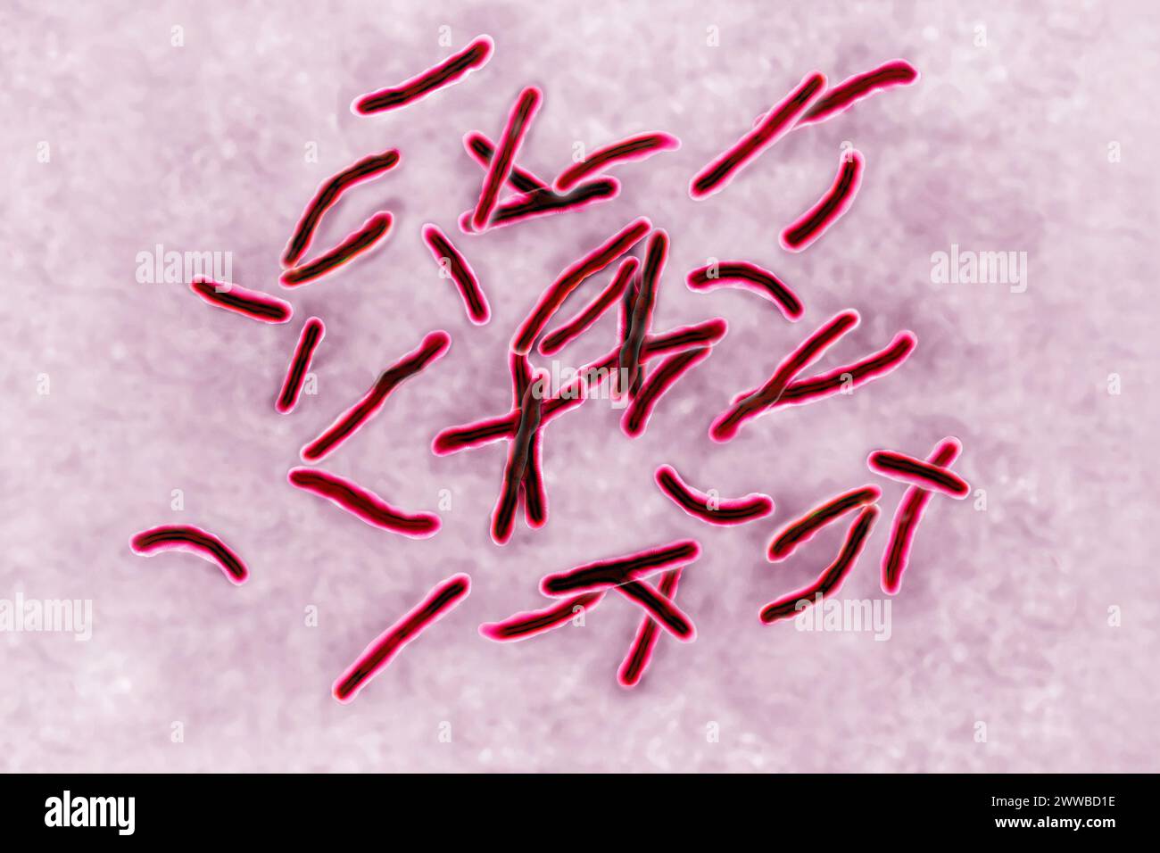 Bacillus Koch (Bk) or Mycobacterium tuberculosis, it is responsible for tuberculosis. Stock Photo
