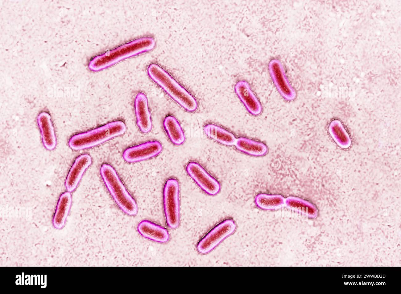 Pseudomonas aeruginosa or pyocyanin bacillus, pathogenic bacteria, very resistant and often responsible for nosocomial infections. Stock Photo
