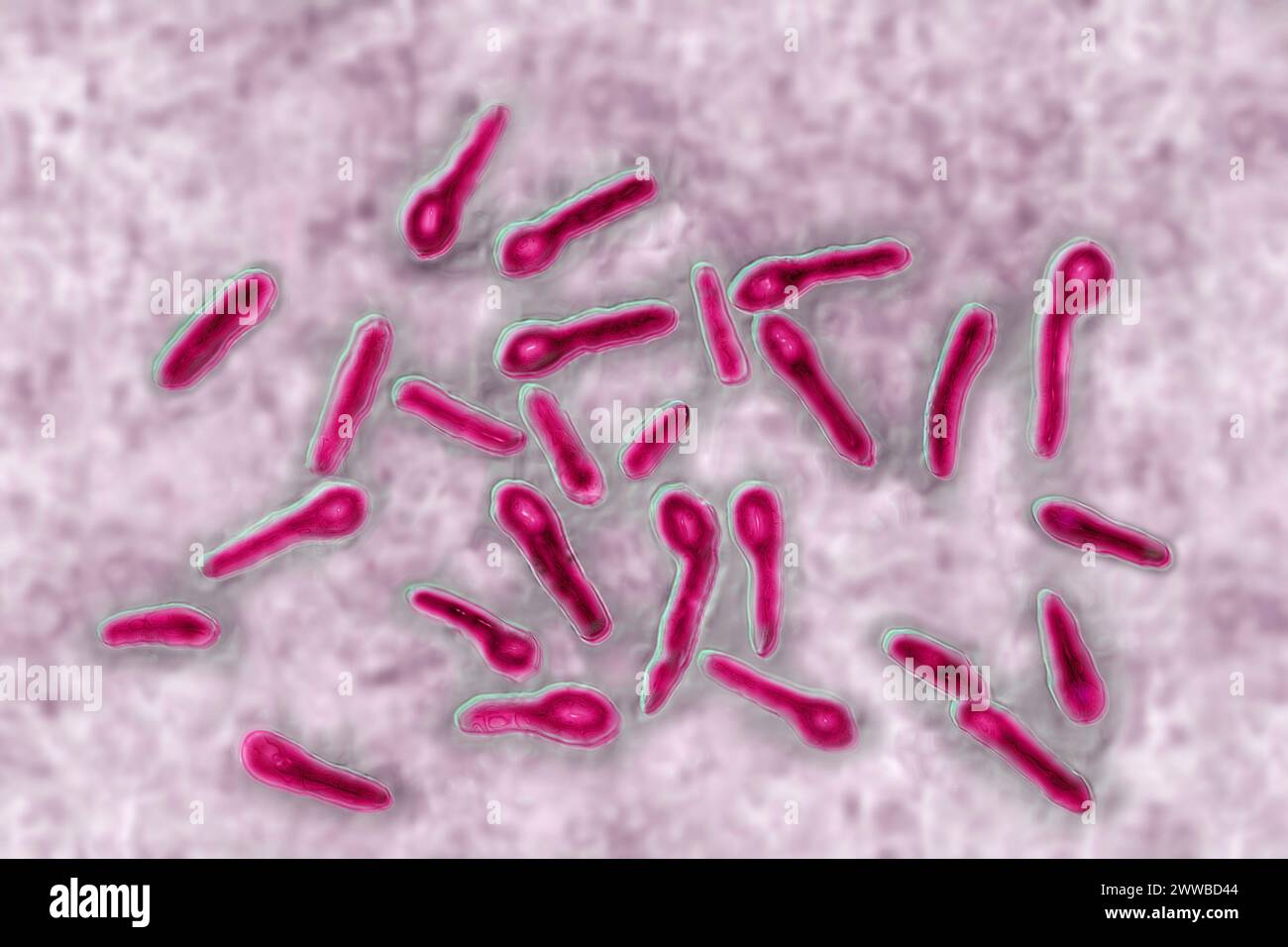 Clostridium tetani (or Nicolaïer's bacillus) is the bacteria responsible for tetanus. Stock Photo