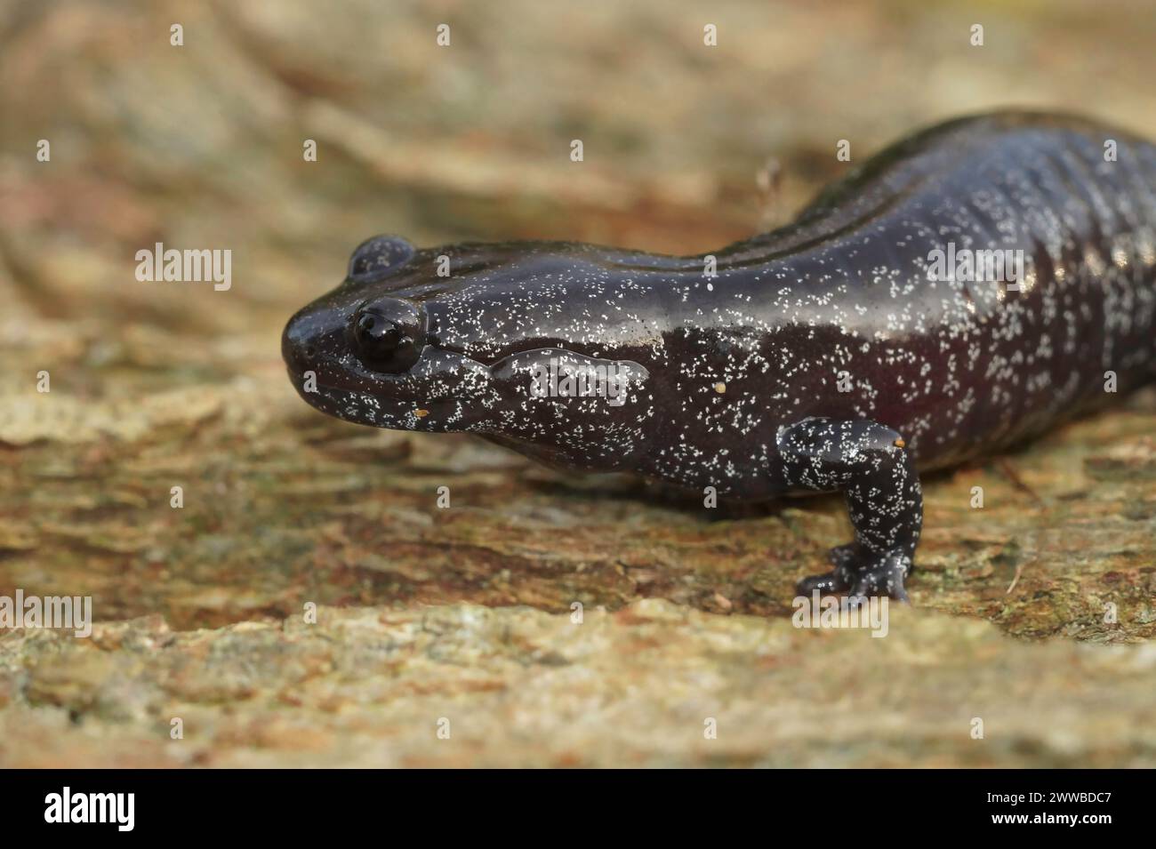 Detailed closeup on a dark and rare Japanese Ishizuchi endemic streamside salamander , Hynobius hirosei on wood Stock Photo