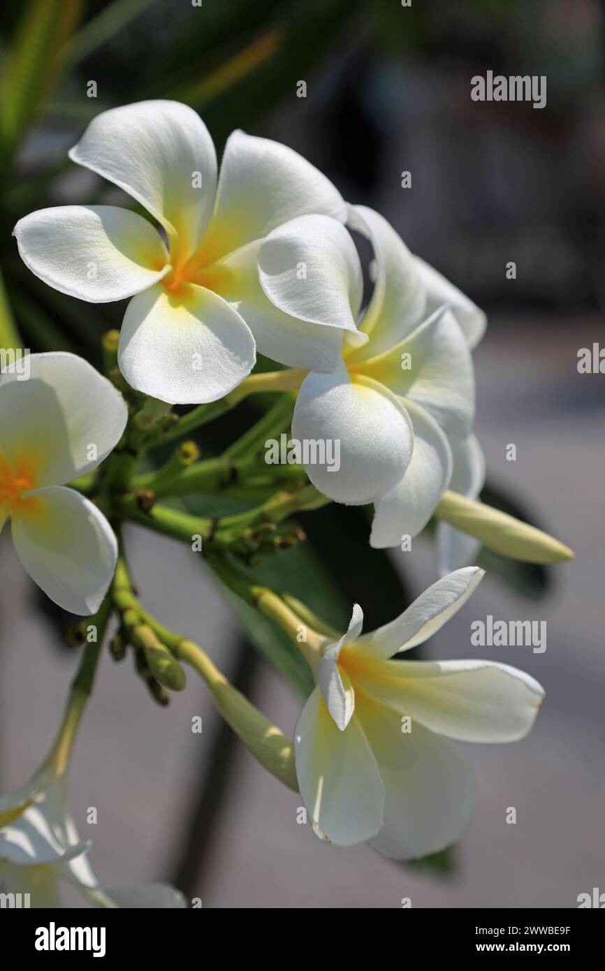 Frangipani Flowers Stock Photo