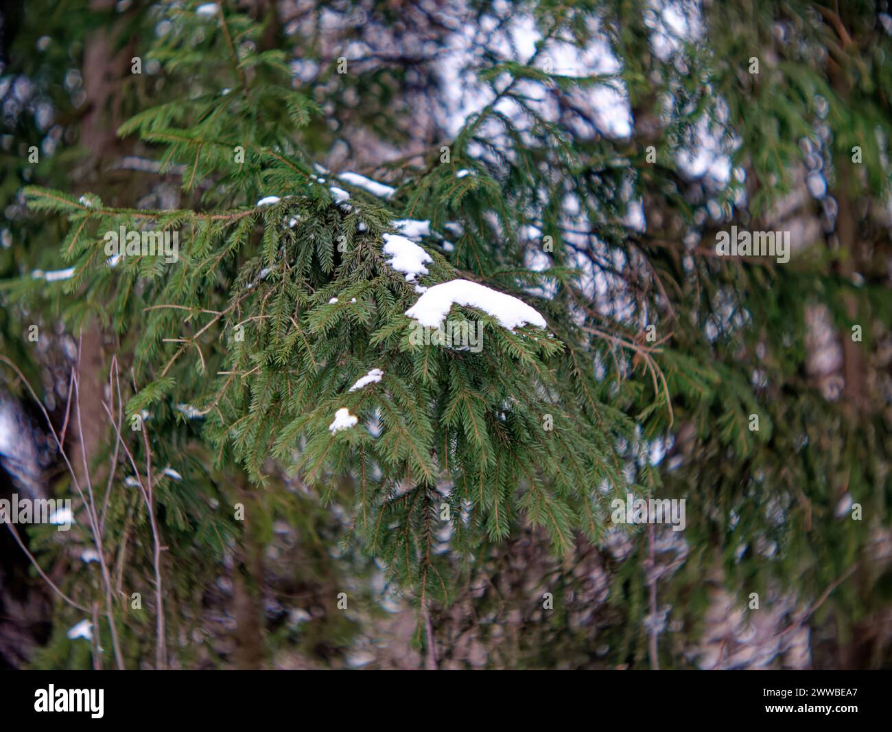 Spruce branch on a tree in winter, close-up Stock Photo