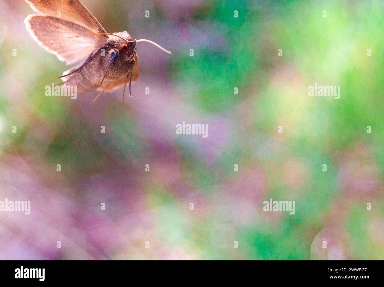 closeup of a moth flying in a green background Stock Photo