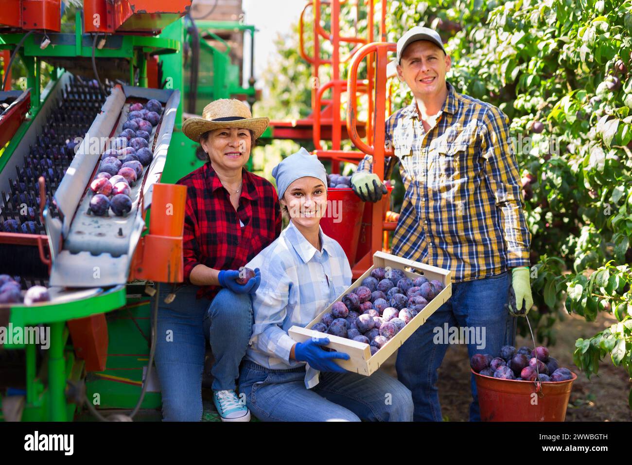Photo of plantation workers and crop collecting machine Stock Photo - Alamy