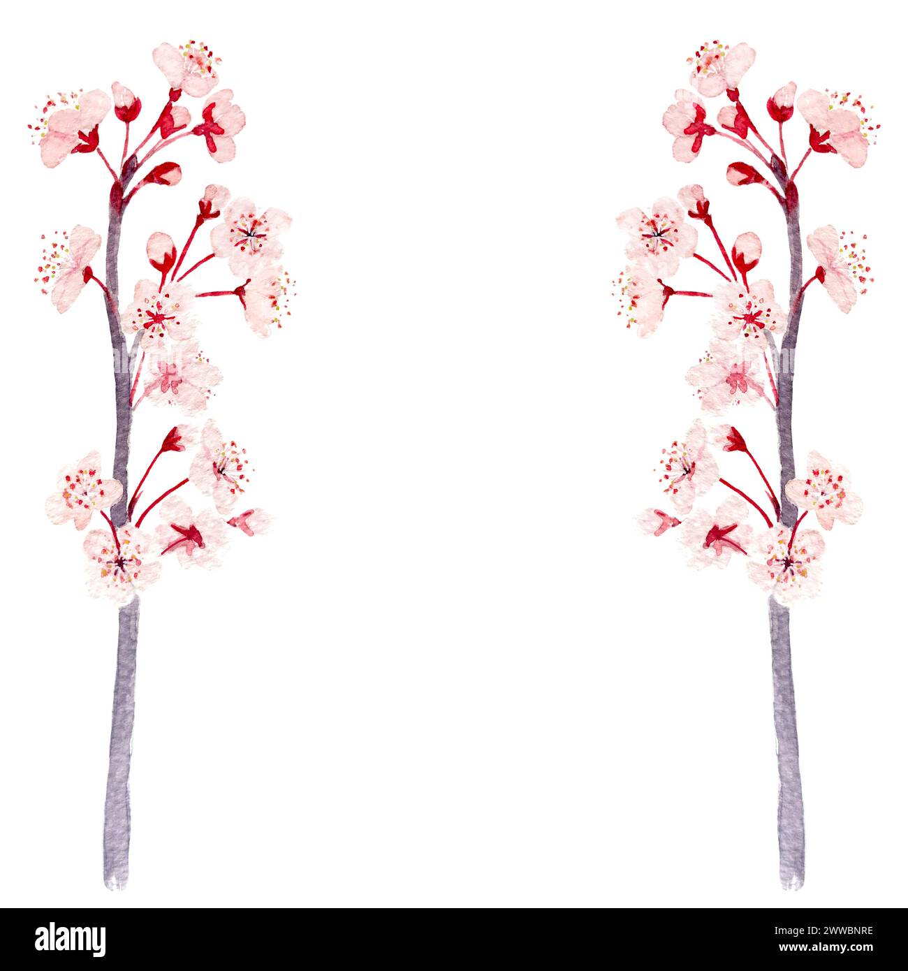Watercolor hand drawn pink sakura flower branch vertical frame isolated ...