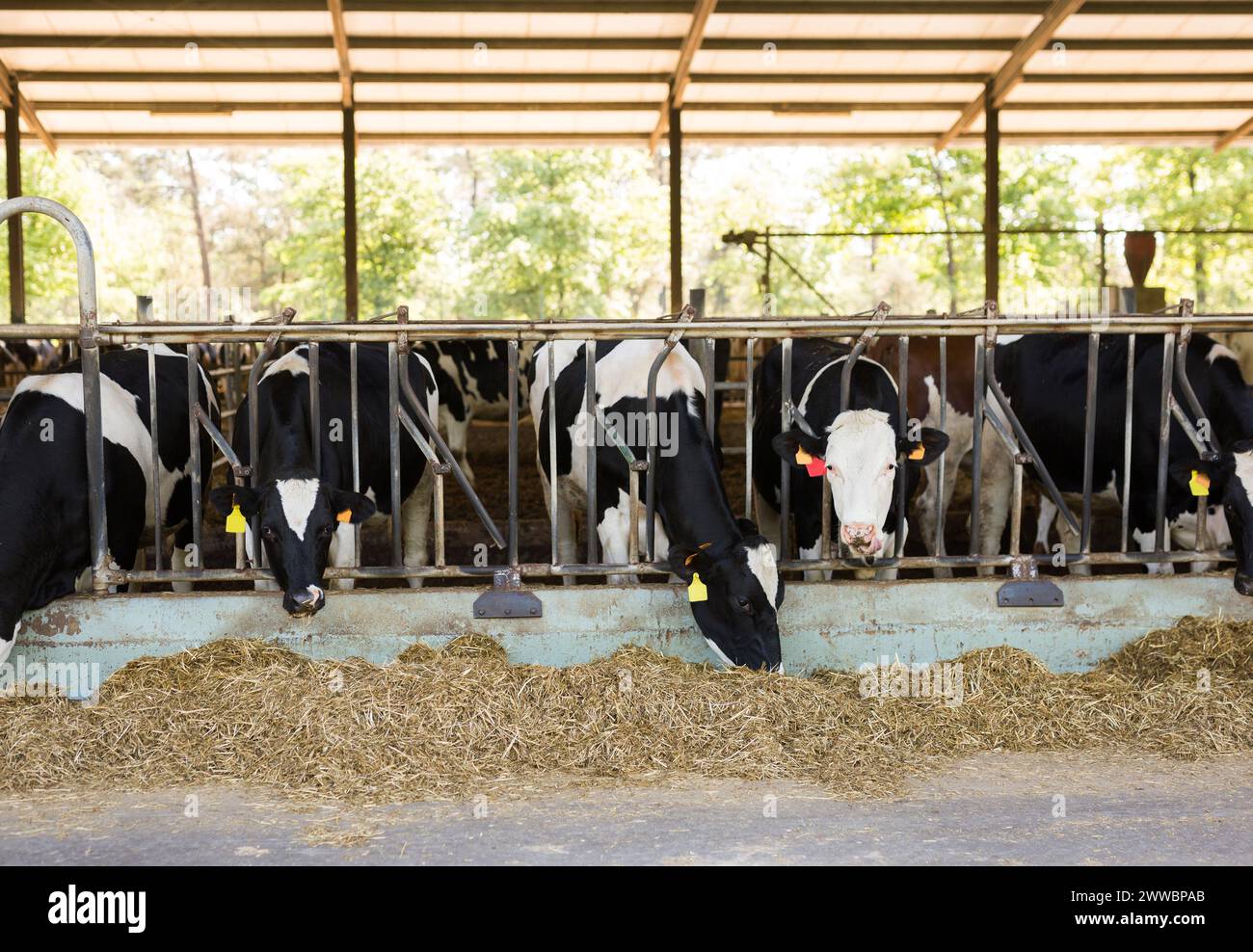 View of a livestock farm with cows in stalls Stock Photo - Alamy