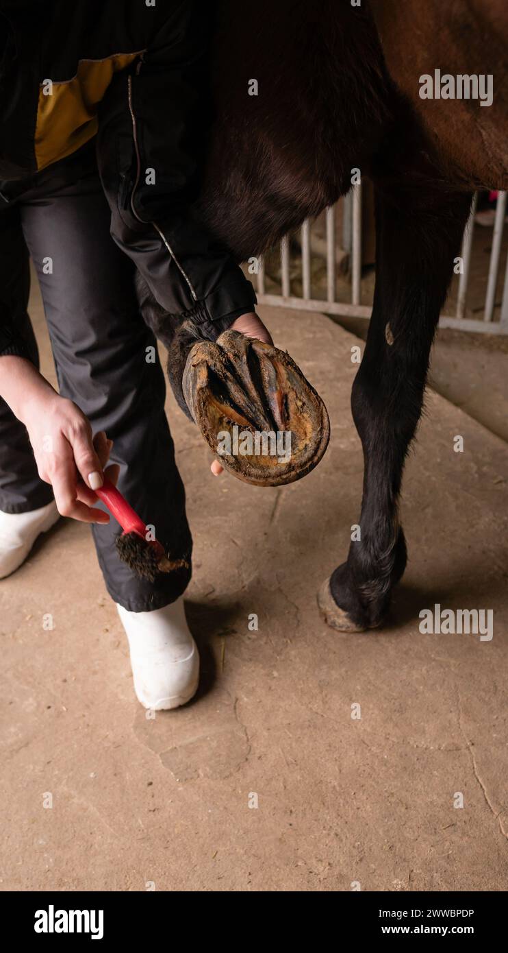 Person cleaning horse's hooves in stable. Morning care routine Stock Photo Alamy