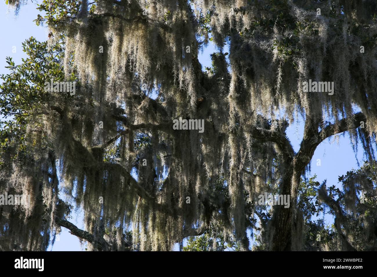 Looking up at Spanish Moss hanging from a large tree in Beufort Sout Carolina Stock Photo
