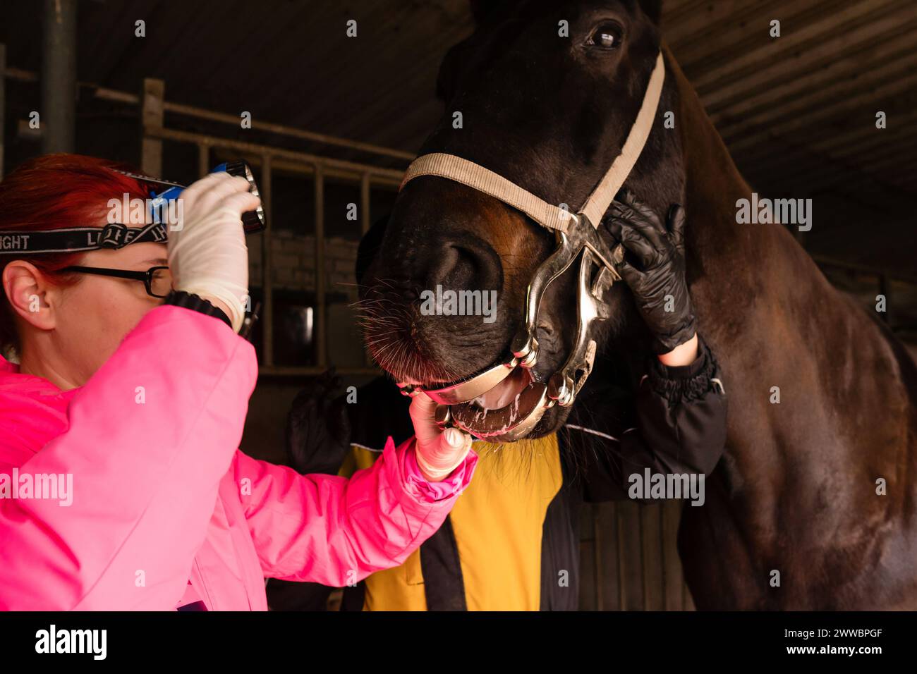 Equine dental examination with speculum. Simple yawner for horses