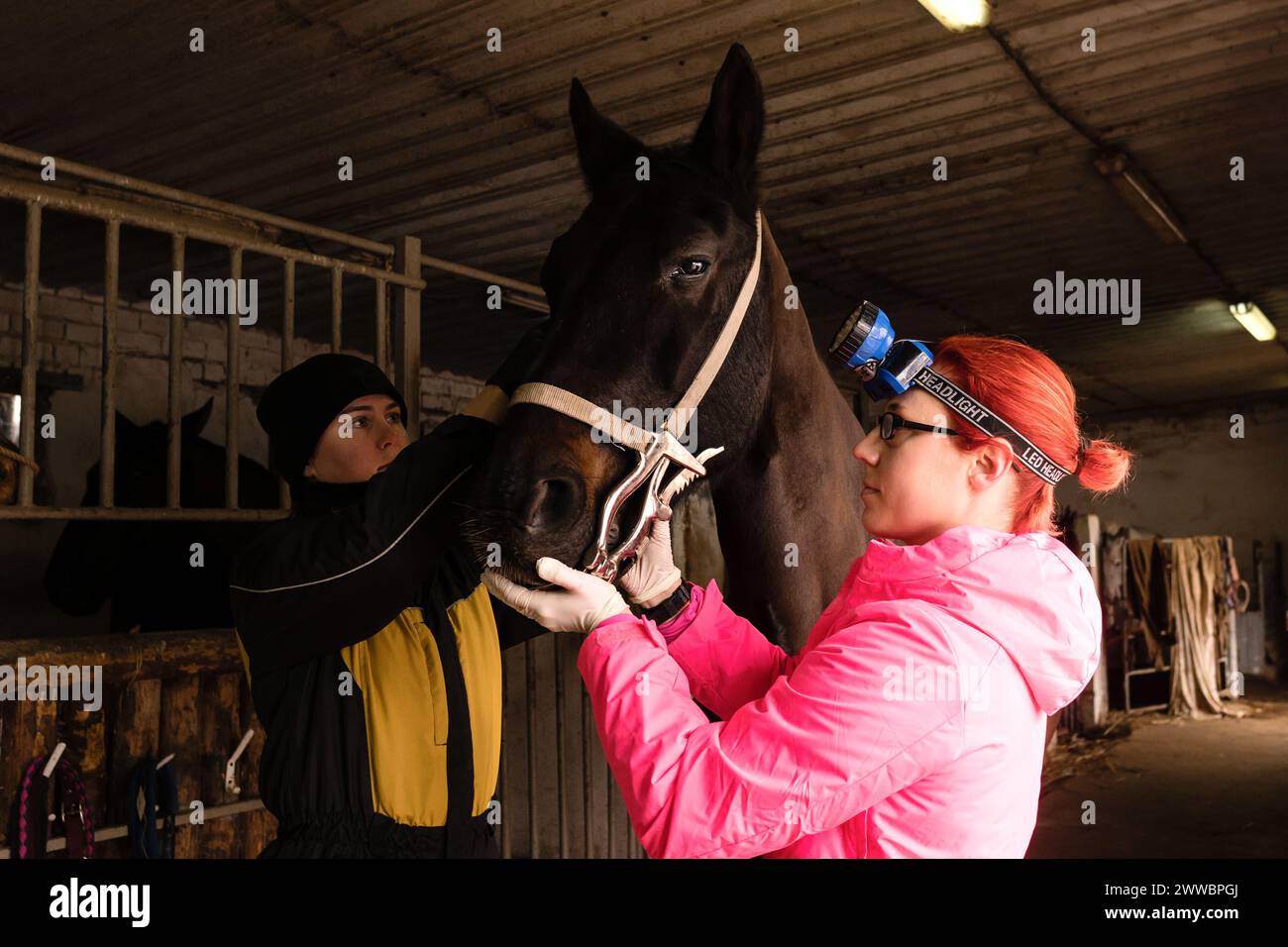 Equine dental examination with speculum. Simple yawner for horses
