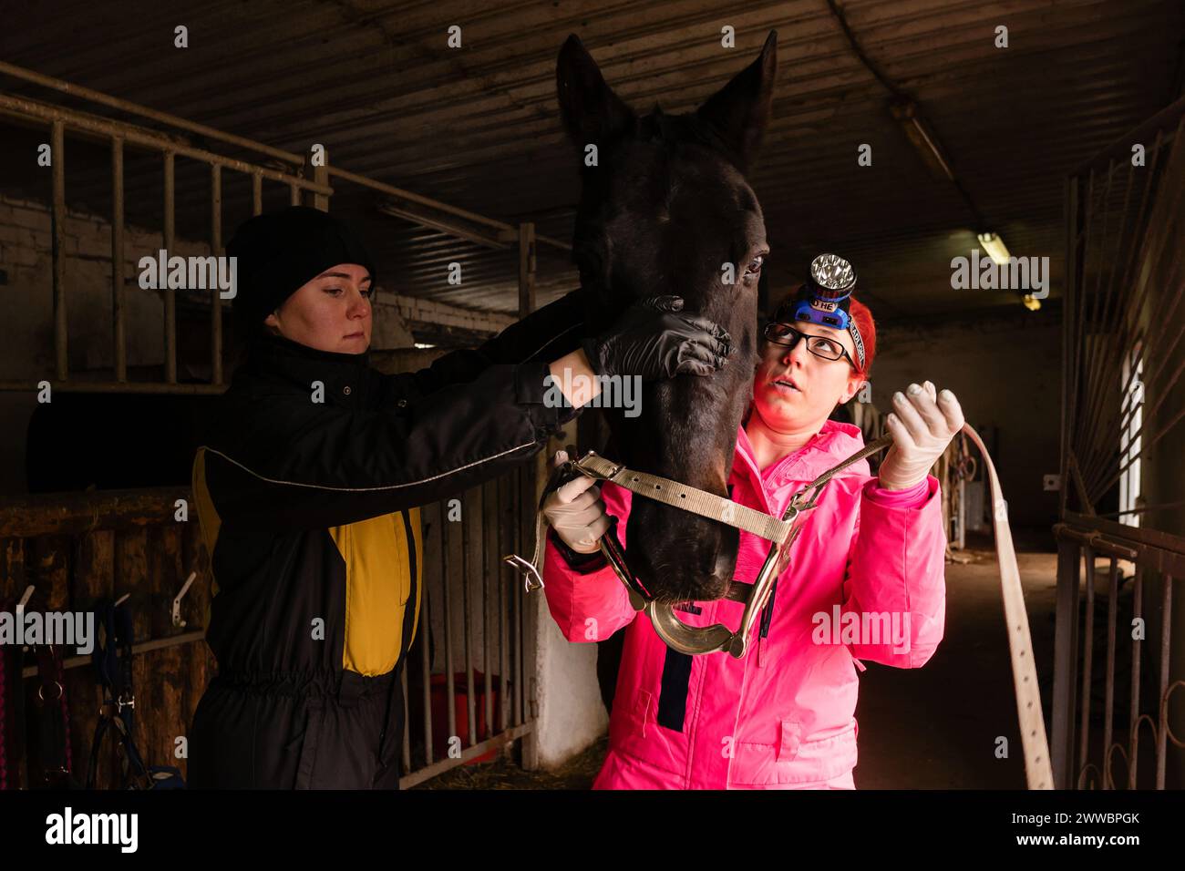 Veterinarian examining horse's mouth with dental speculum. Simple