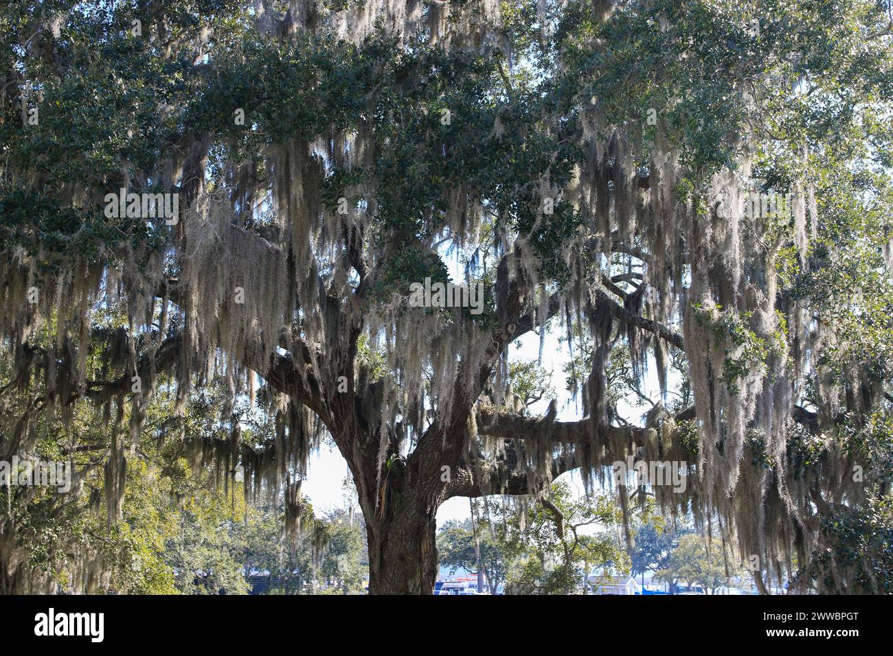 Spanish moss hanging from tree with a river in the background in Historic Beaufort South Carolina Stock Photo