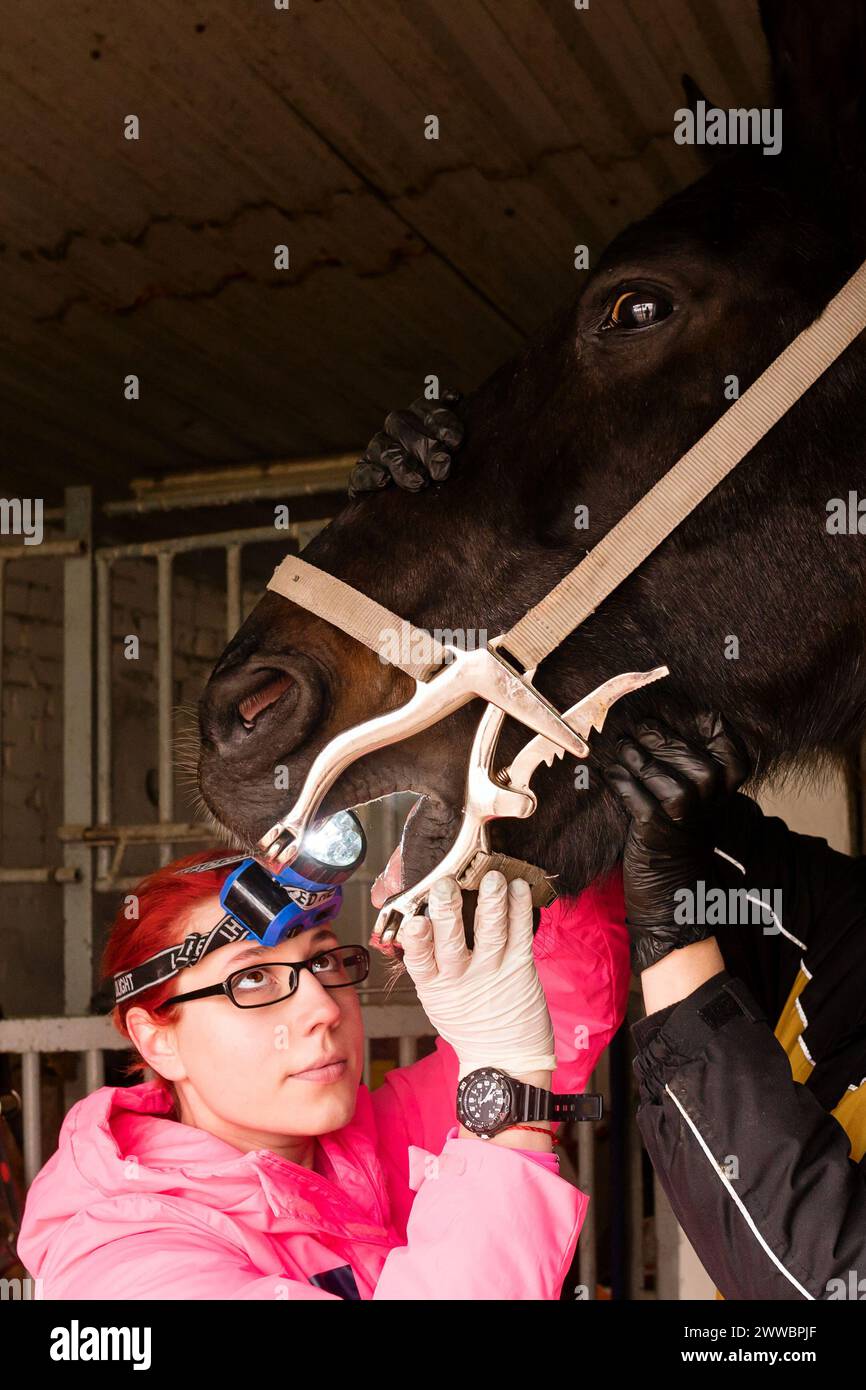 Vet inspecting horse's teeth with dental tool. Simple yawner for horses