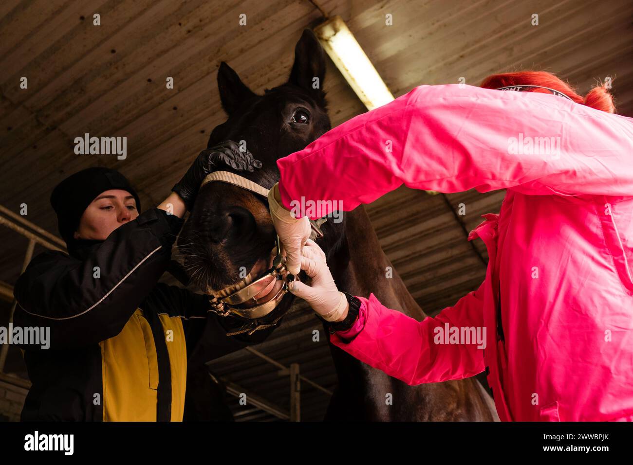 Equine dental examination with speculum. Simple yawner for horses
