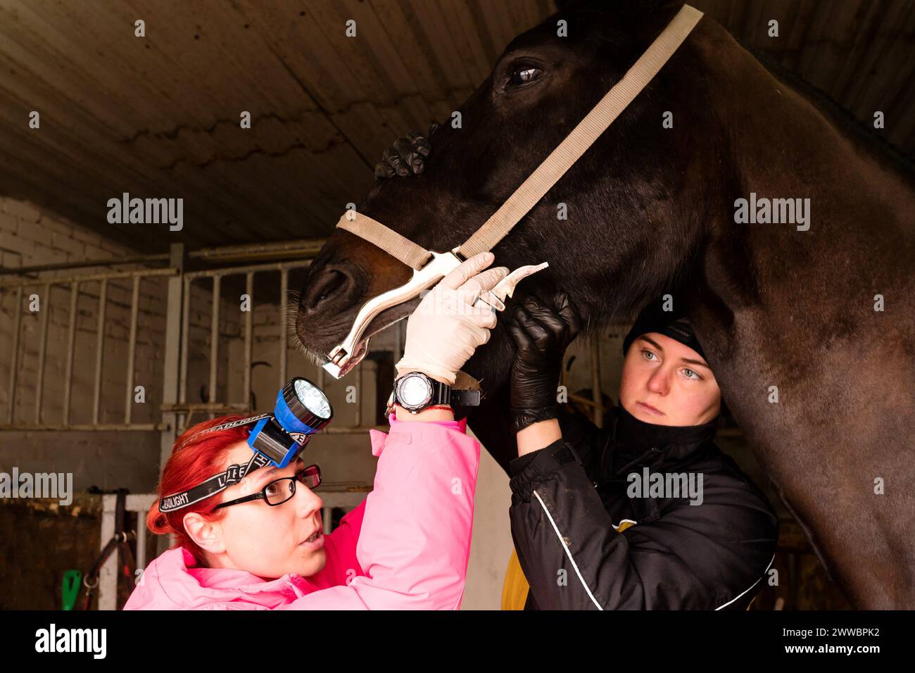 Vet inspecting horse's teeth with dental tool. Simple yawner for horses