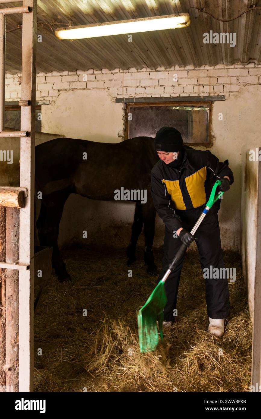 Person mucking out stable with horse. Routine care Stock Photo Alamy