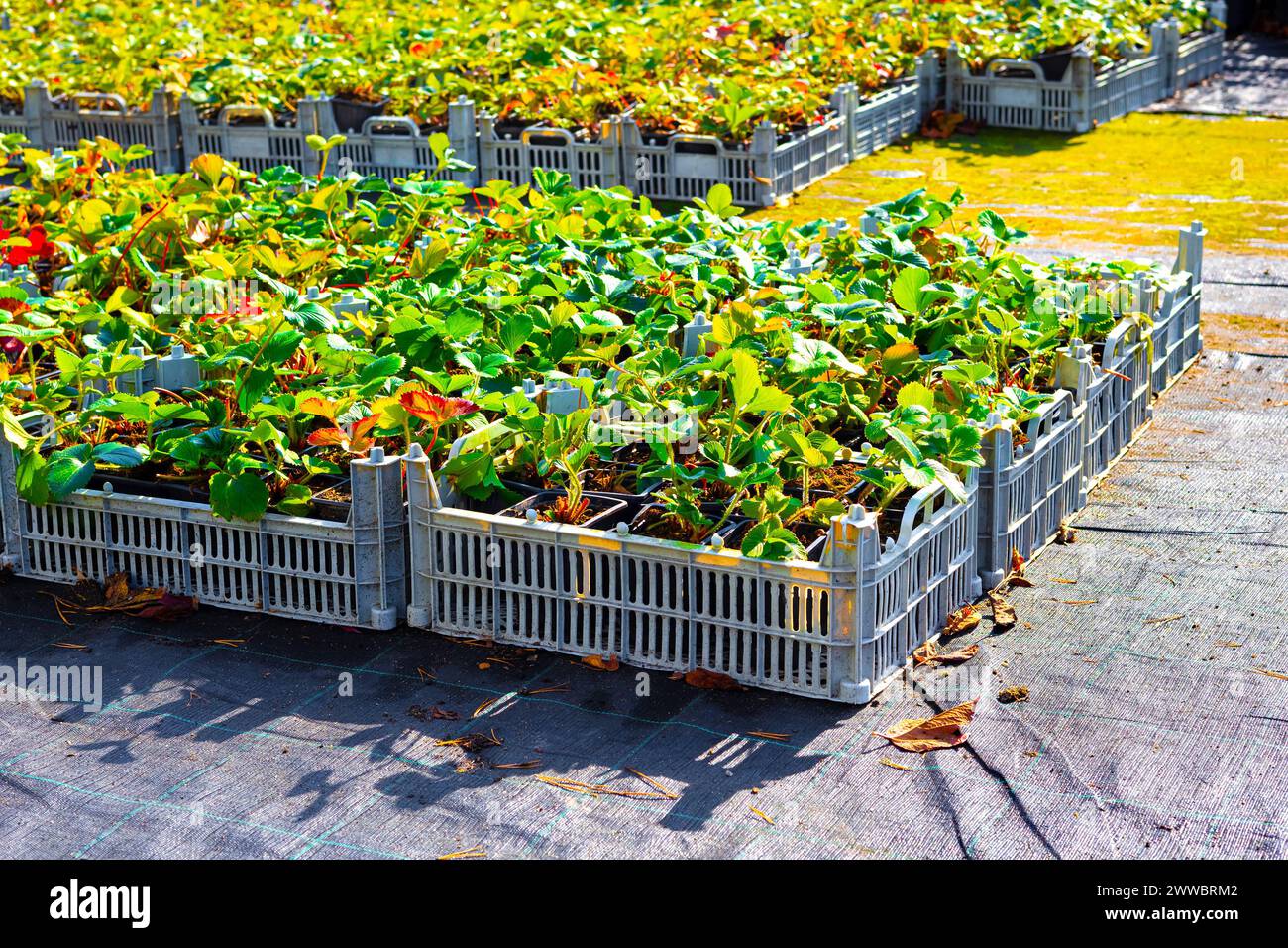 Strawberry seedlings in a tray in a plant nursery. planting ...