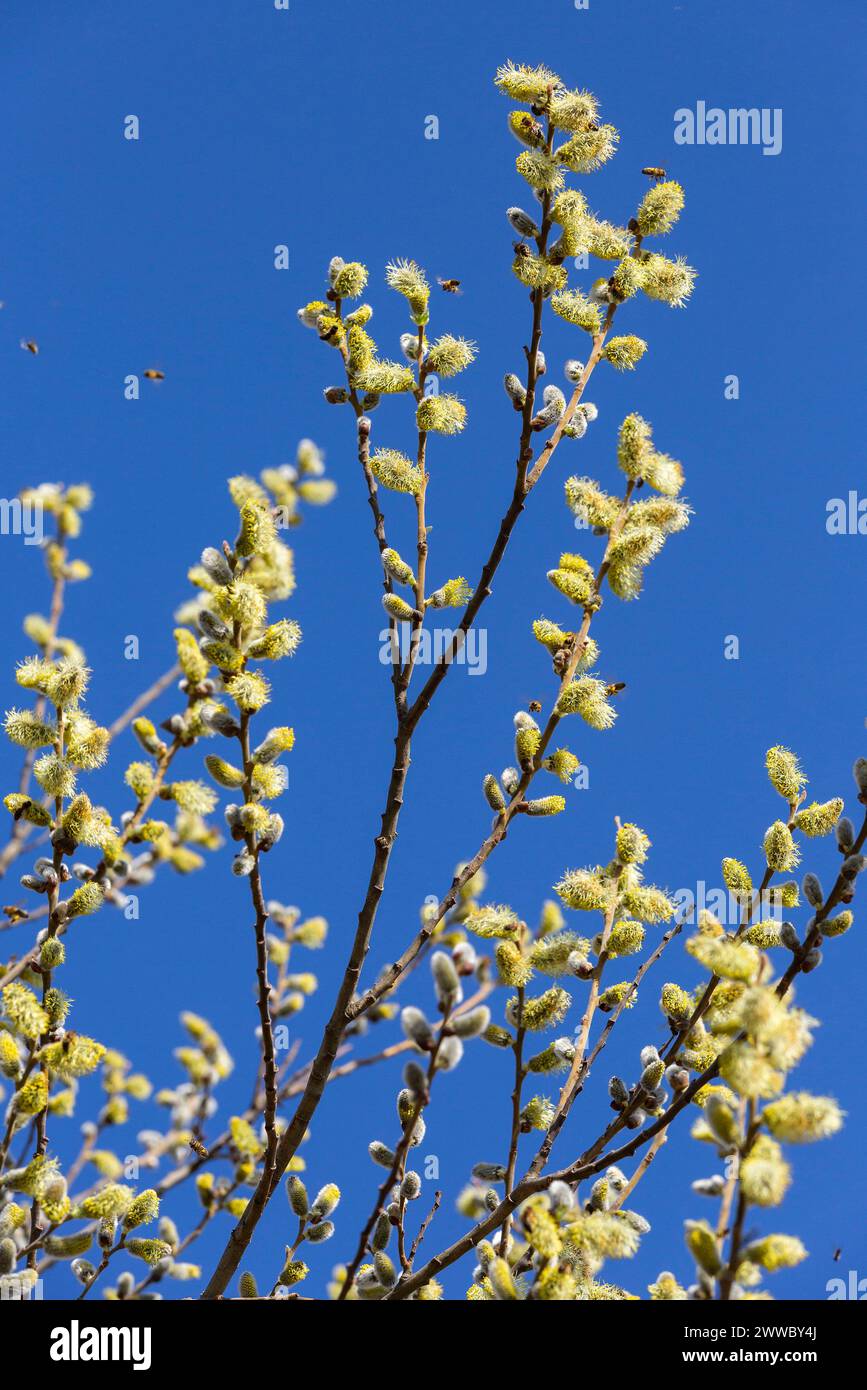Willow Catkins In Bloom Stock Photo